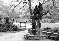 R�quiem por el tejo milenario de Lebe�a